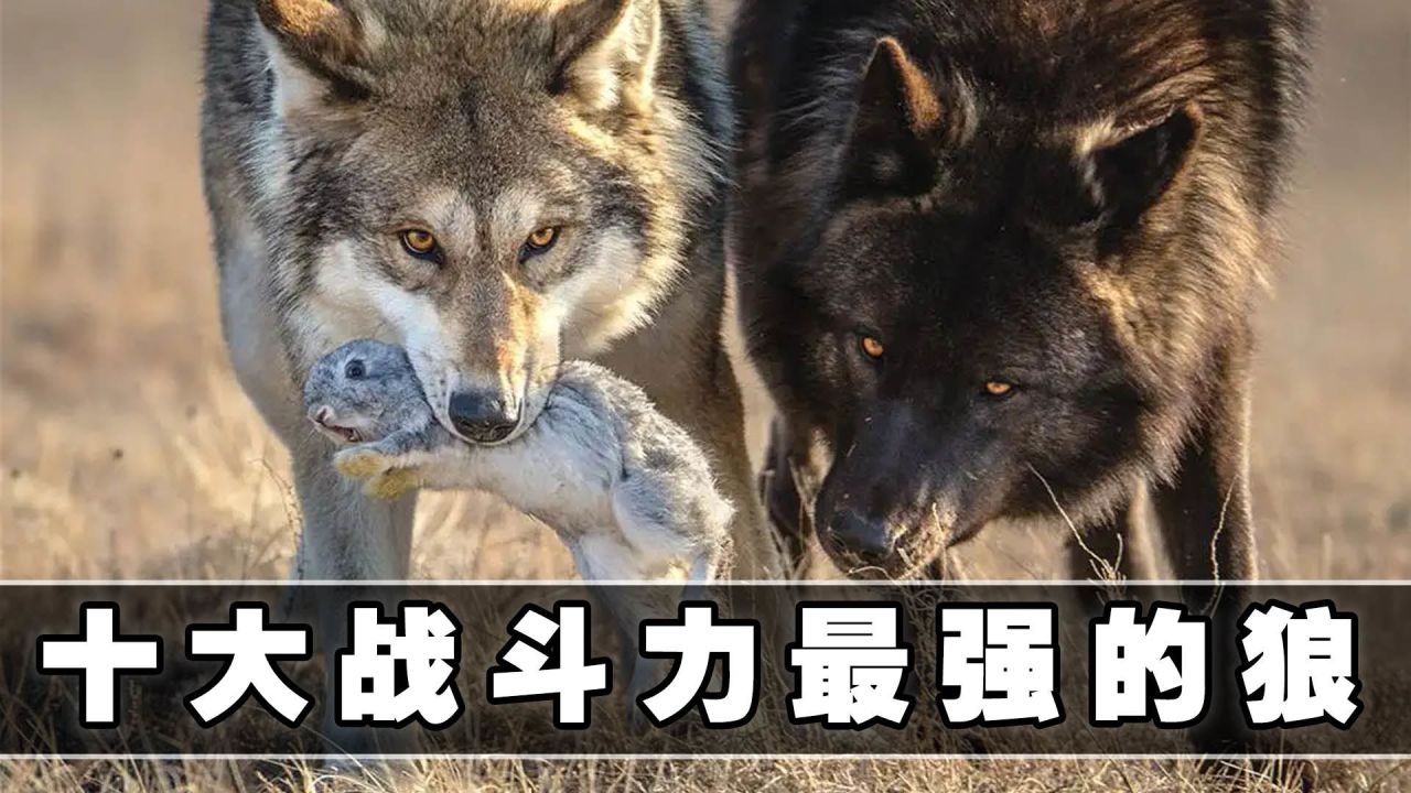 力狼官方网站_力狼是哪个公司的_只狼攻击力99打不动人