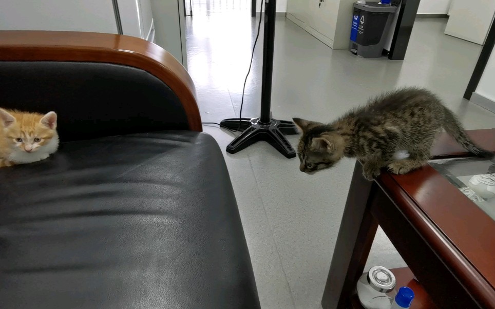 光猫重启后速度才正常_重启猫网速快过一会又慢了_猫重启以后