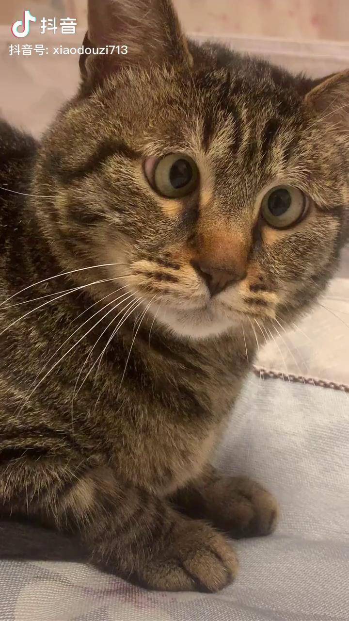 猫重启以后_光猫重启后速度才正常_重启猫网速快过一会又慢了
