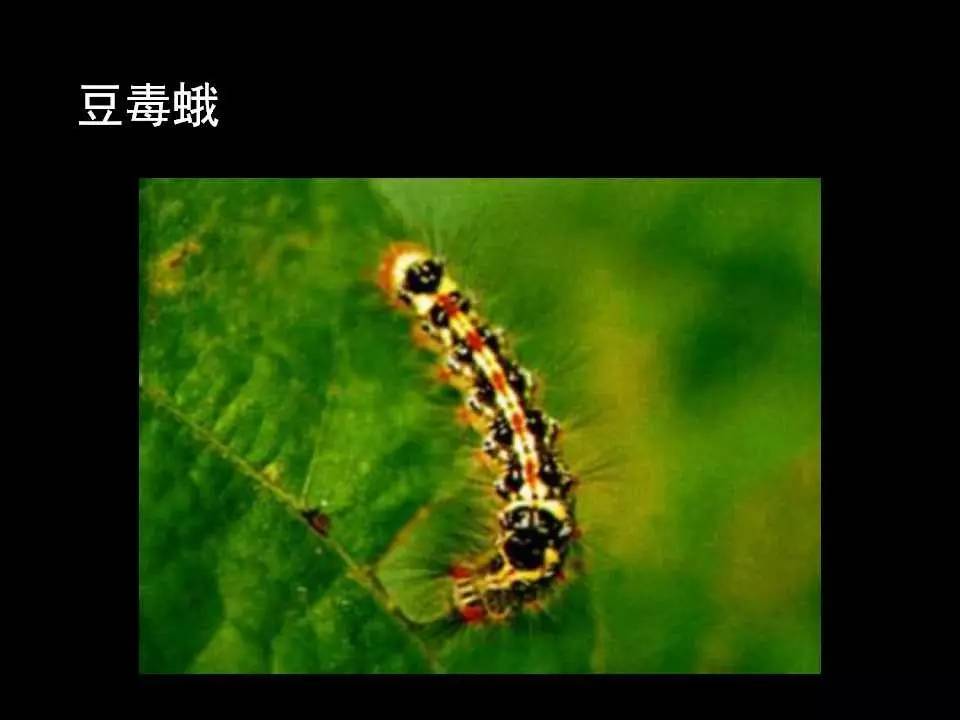 朱良春虫类药的应用读后感_朱良春虫类药的应用摘抄_朱良春运用虫类药总结