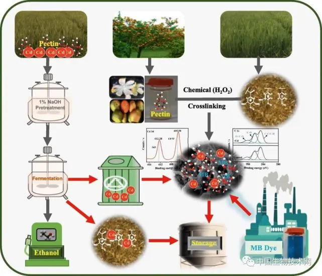 生物燃料的例子_生物燃料燃烧值_生物燃料的杀伤力 阅读答案