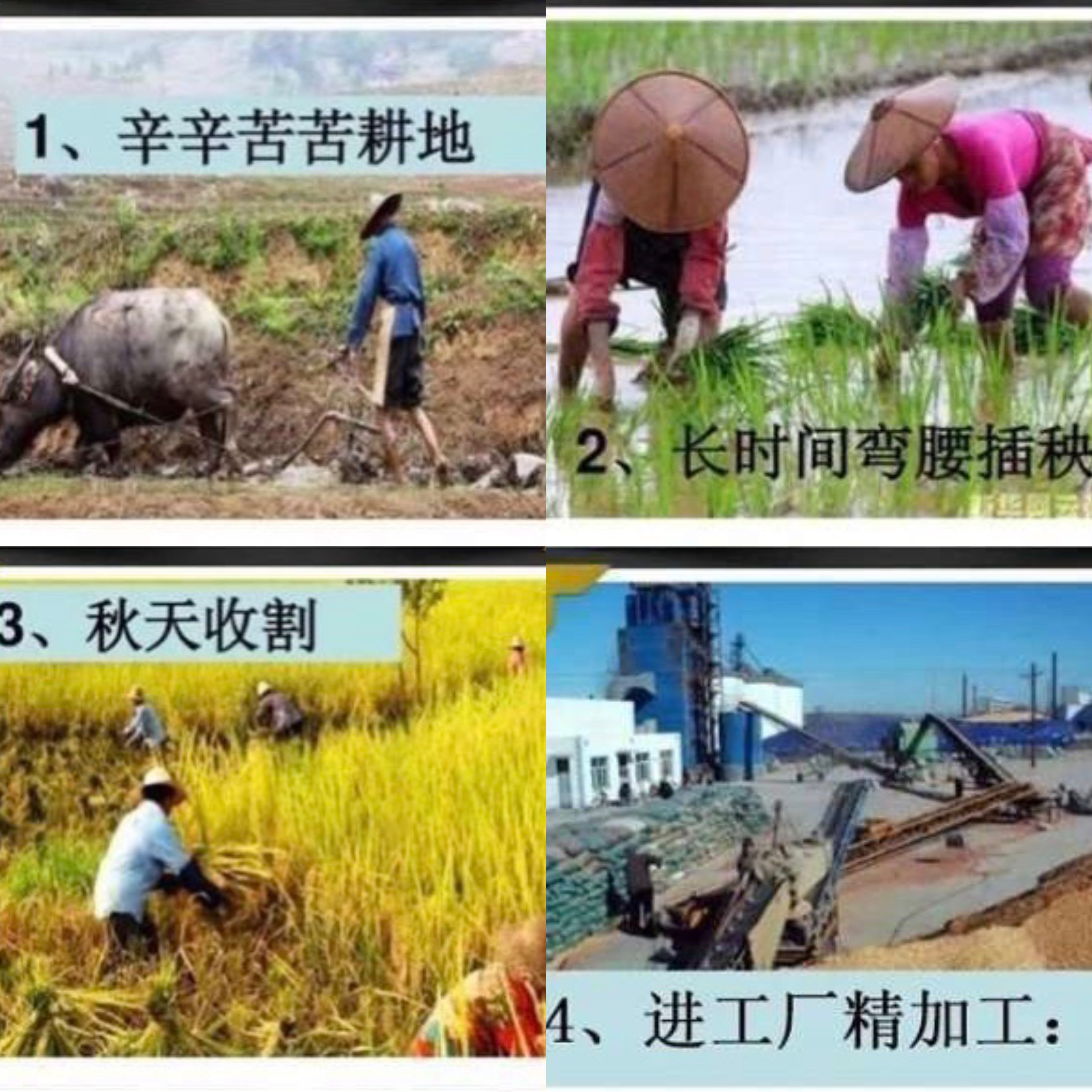 如果麦子没有考验450字_如果麦子没有考验道理_如果麦子没有考验读后感