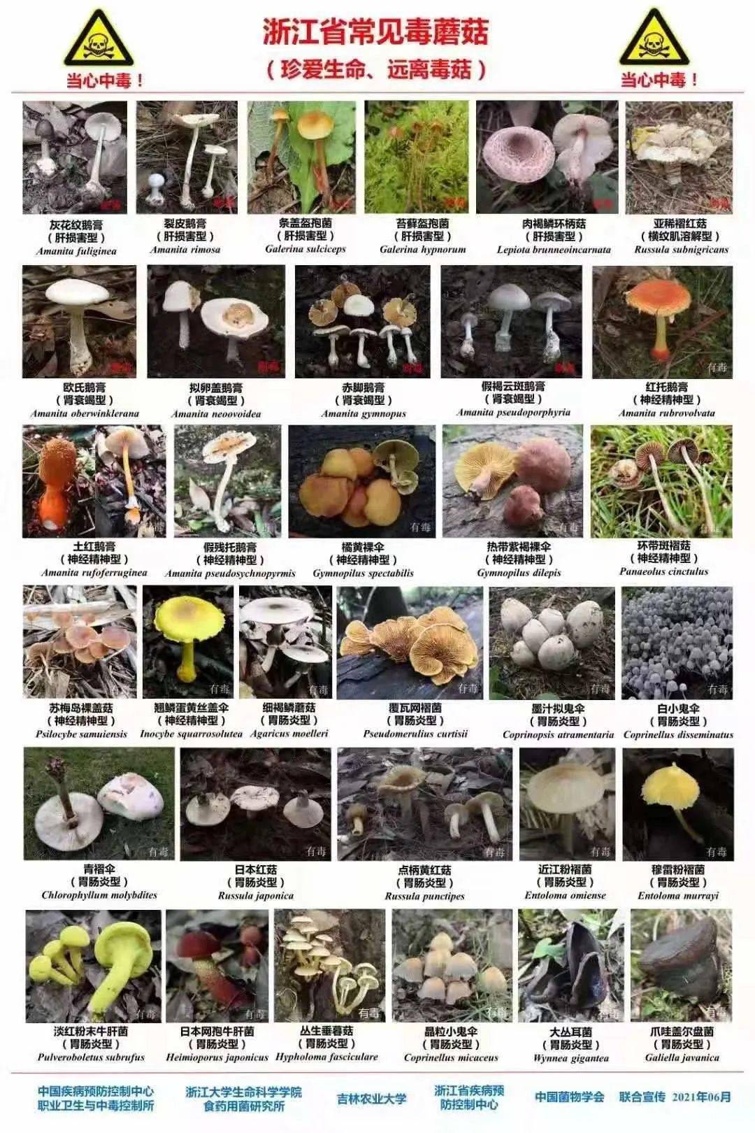 蘑菇检测有毒或无毒用什么仪器_毒蘑菇性能测试入口_蘑菇毒素检测方法