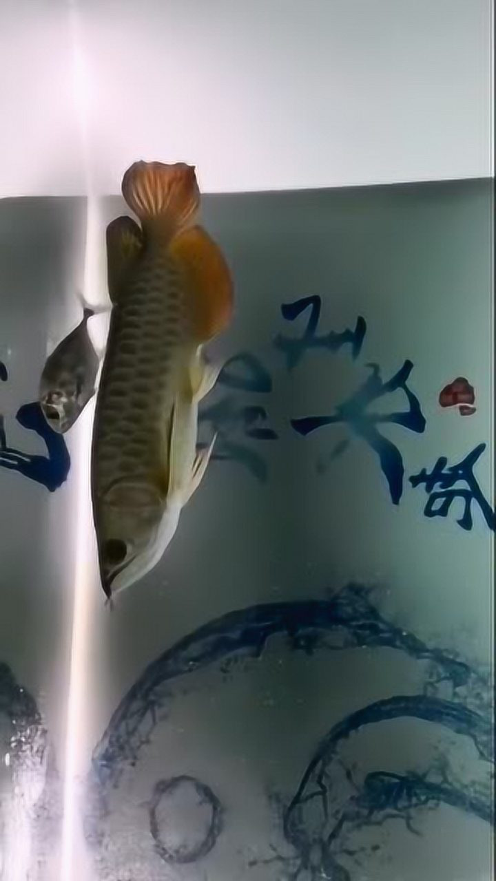 大鱼吃小鱼双人版_大鱼吃小鱼多人游戏_大鱼吃小鱼双人游戏