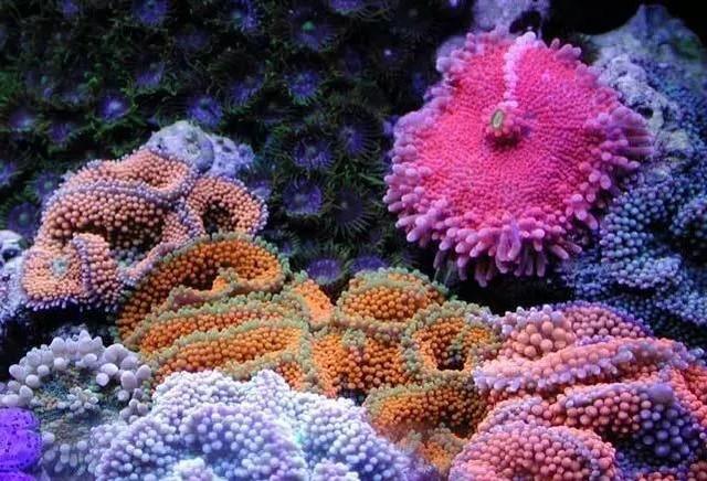 海洋传说下载_海洋传说_海洋传说mod