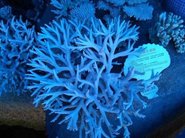 海洋传说_海洋传说mod_海洋传说下载