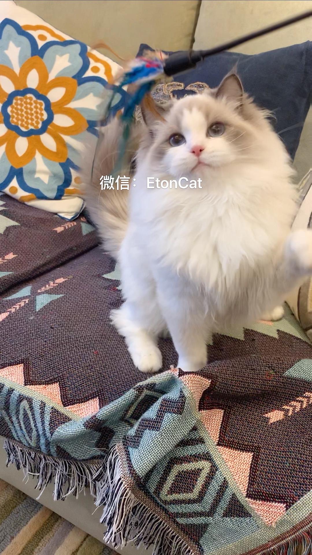布偶直播_直播布偶猫怎样让眼睛更蓝_布偶猫主播
