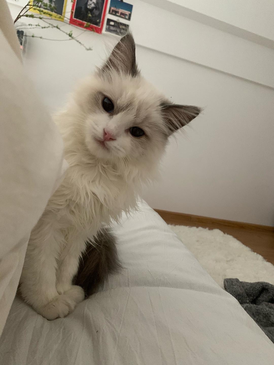 布偶猫主播_直播布偶猫怎样让眼睛更蓝_布偶直播