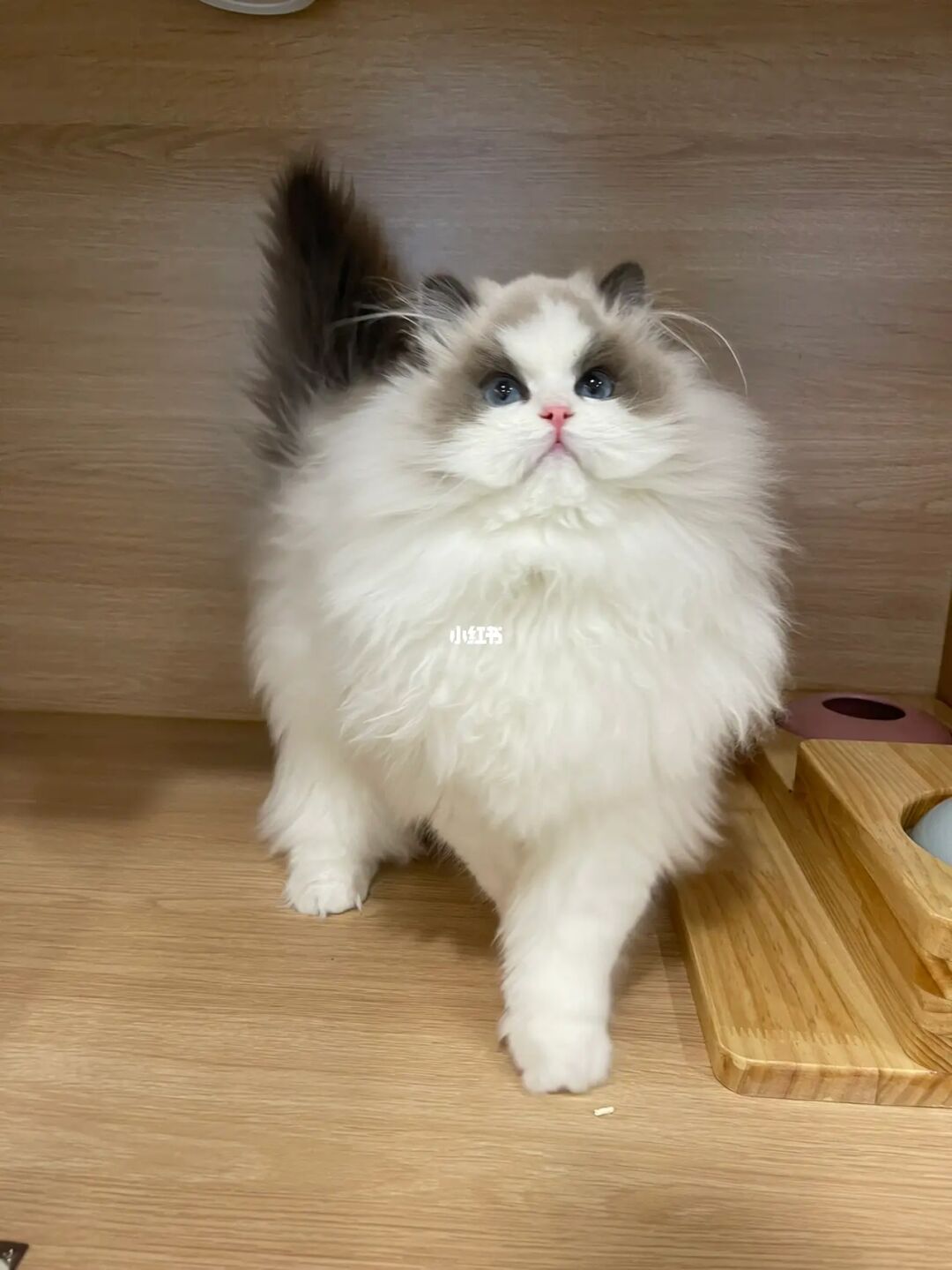 直播布偶猫怎样让眼睛更蓝_布偶猫主播_布偶直播