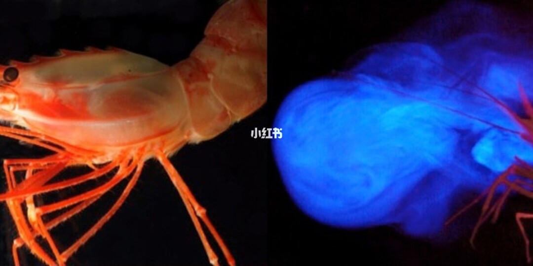 发光髓_发光髓在哪采集_发光髓有什么用
