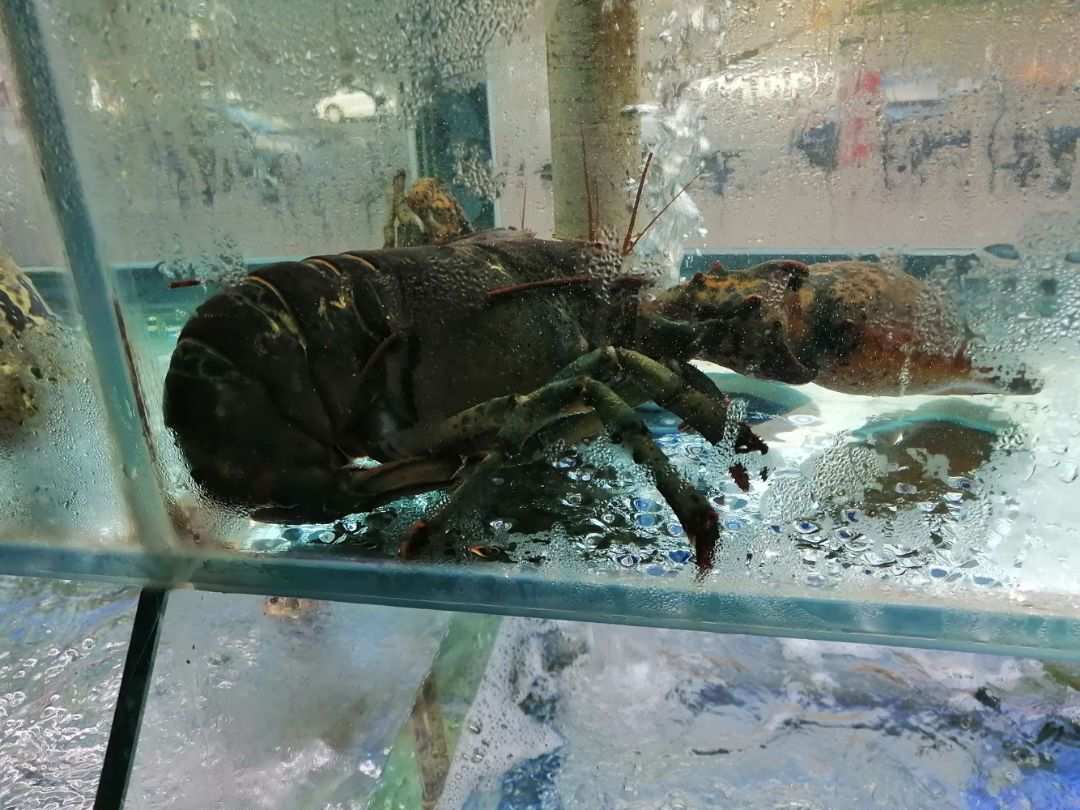 铁螯龙虾怎么打_铁螯龙虾_铁螫龙虾