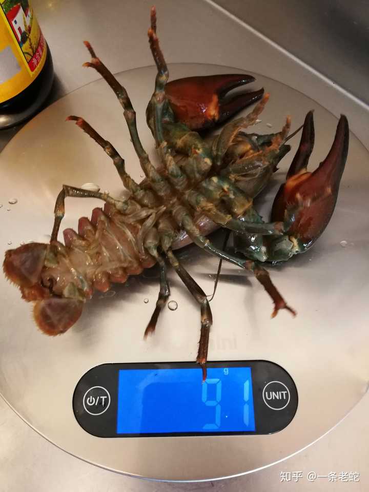 铁螯龙虾怎么打_铁螫龙虾_铁螯龙虾