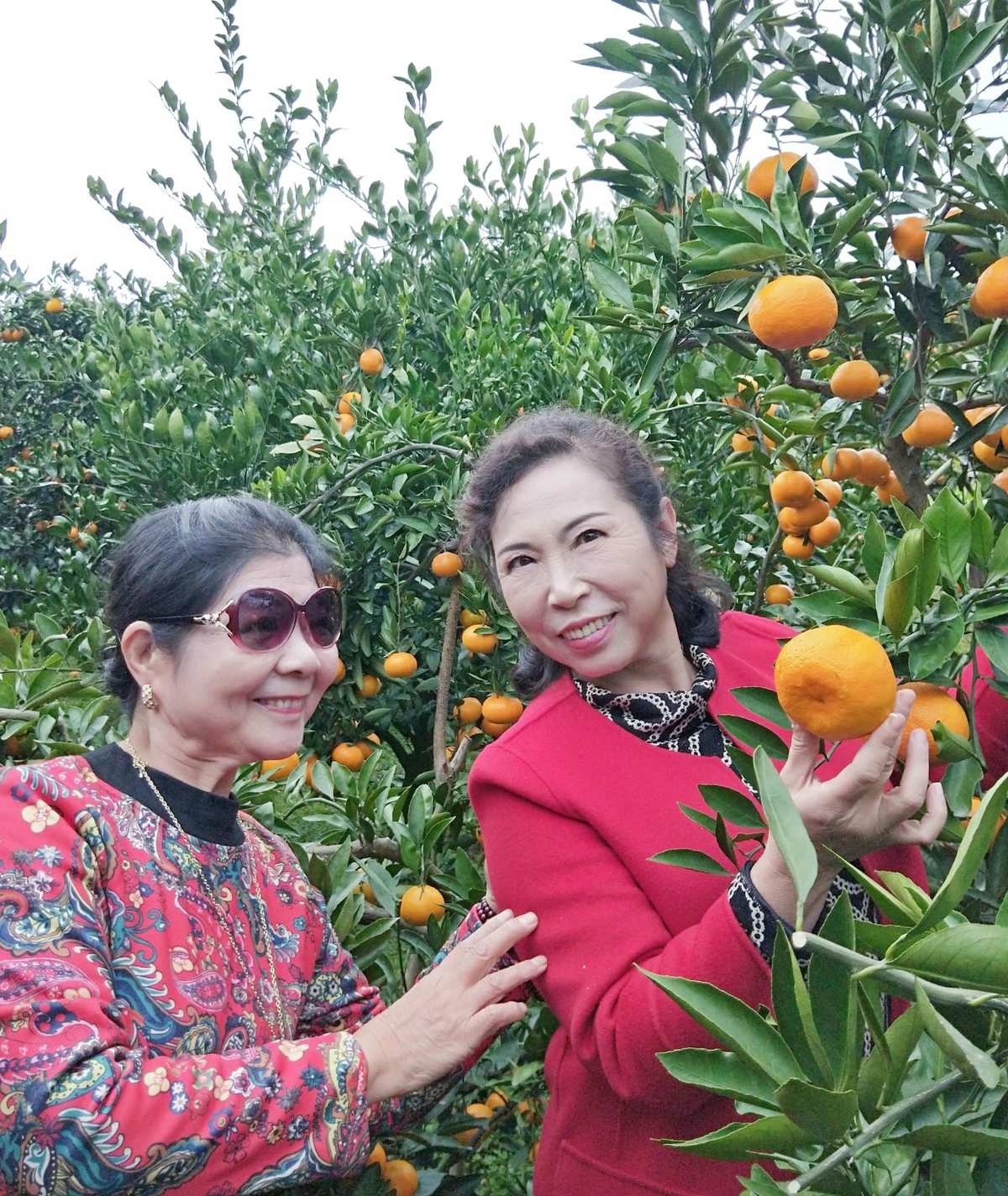 橘子娱乐旗下艺人_橘子娱乐_橘子娱乐招聘