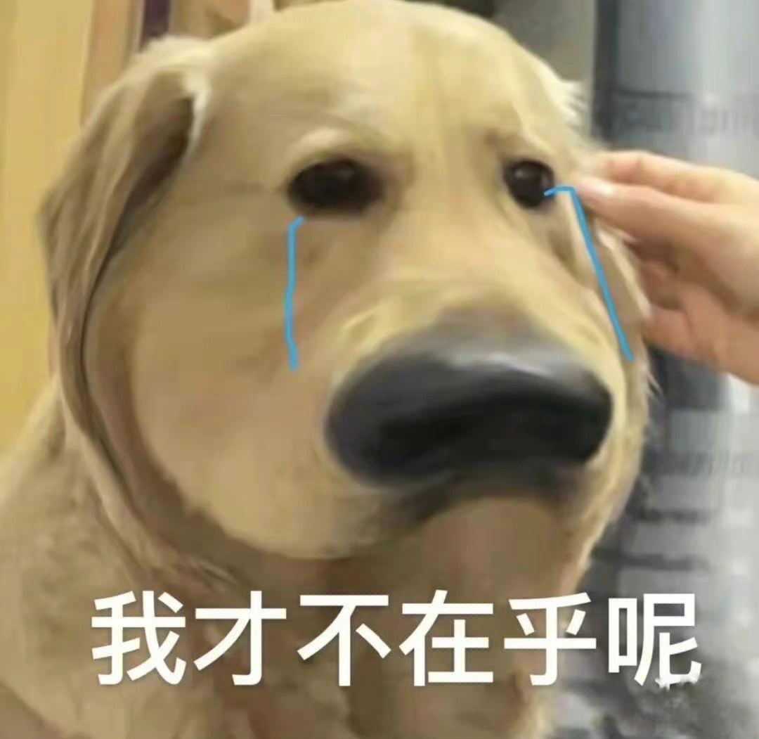 狗狗表情包图片搞笑_狗狗搞笑图片表情包_狗狗搞笑表情图片包下载