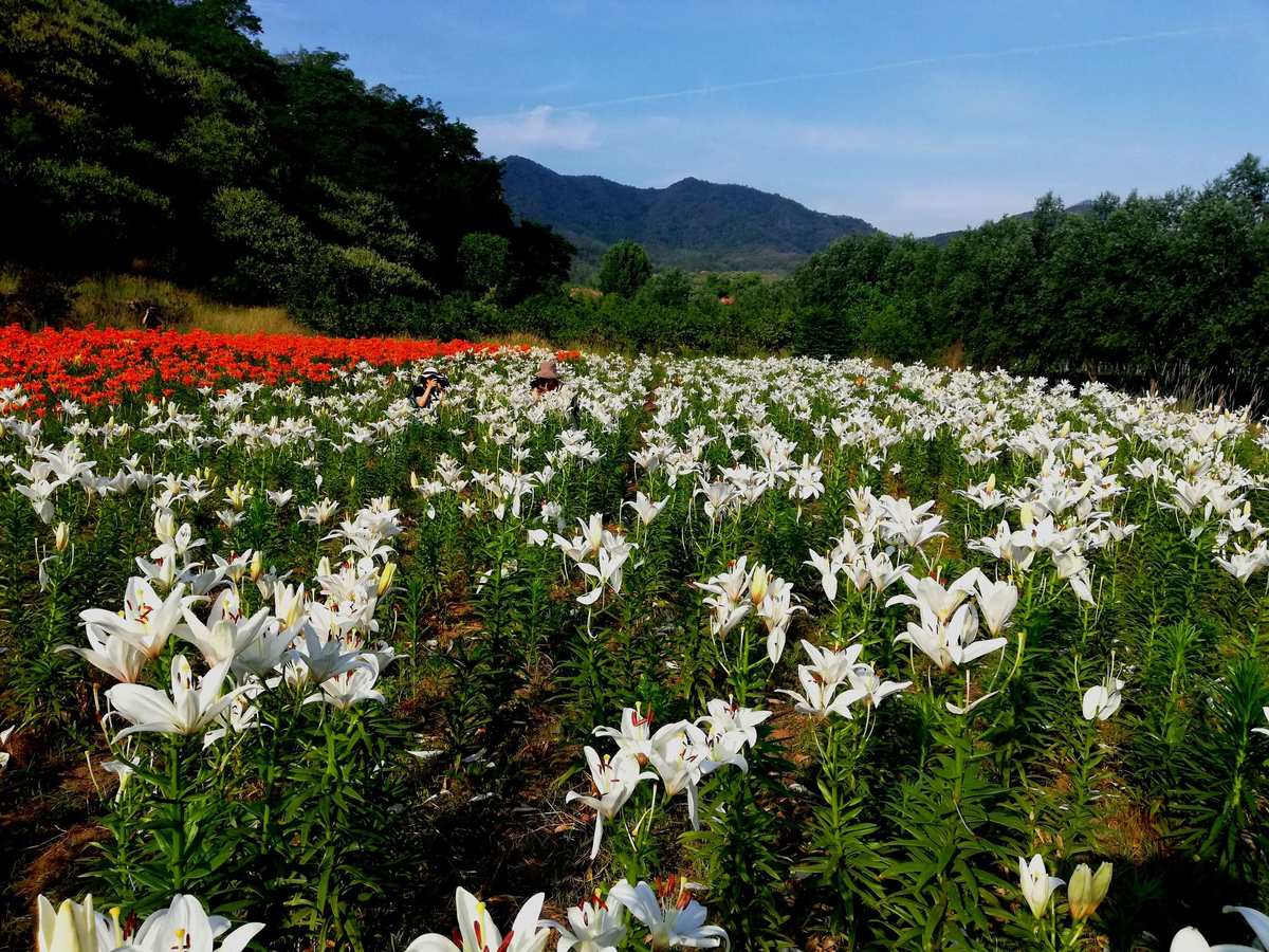 桃华月惮百合_百合花是百合的花吗_百合华