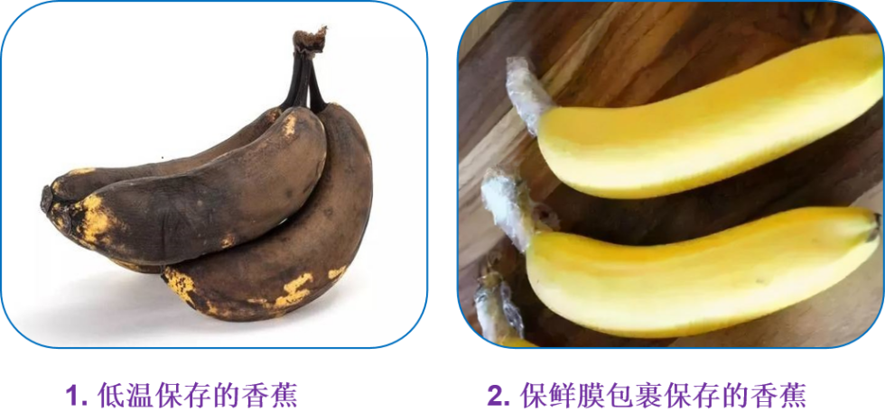 香蕉保存热天会坏吗_香蕉保存热天还是冷天_天热了香蕉怎么保存
