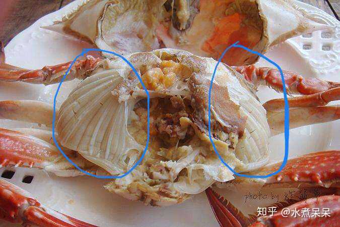 螃蟹的鳃长在哪里图片_螃蟹腮图片大全_螃蟹蟹鳃