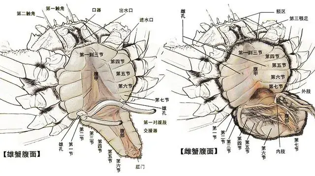 螃蟹蟹鳃_螃蟹腮图片大全_螃蟹的鳃长在哪里图片