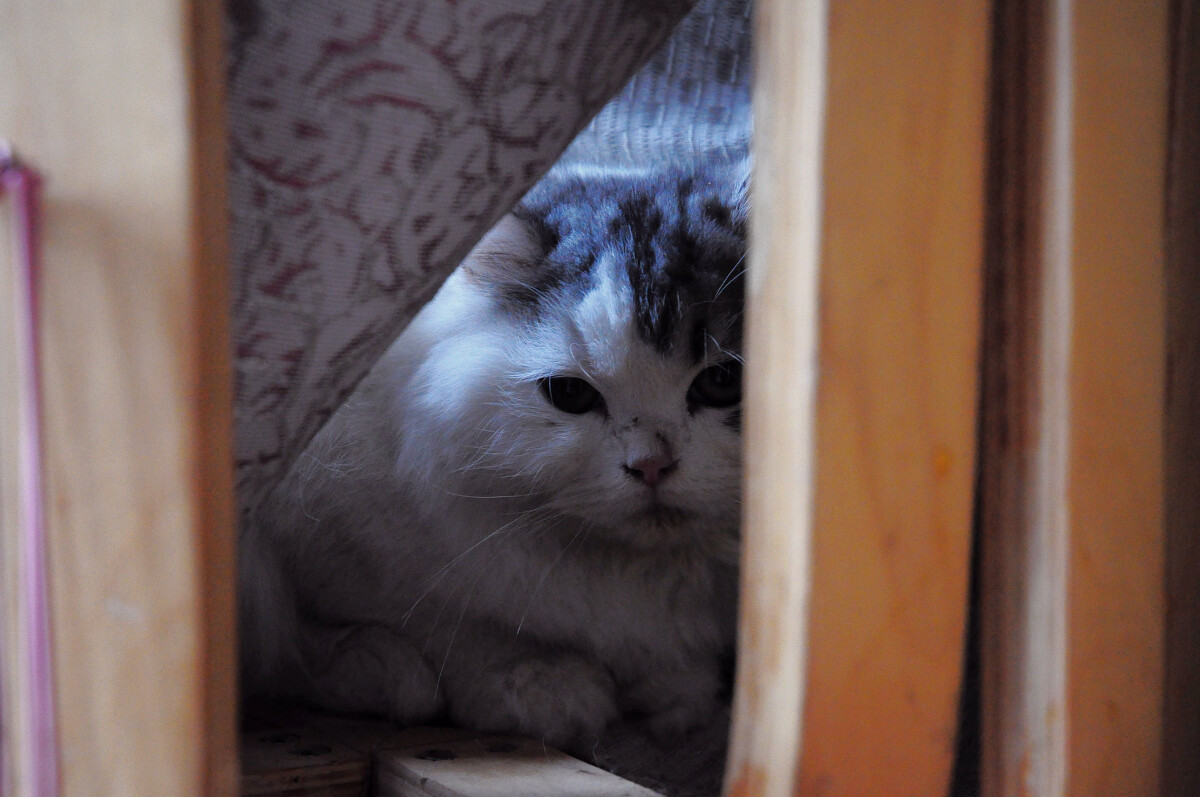 手机好玩的躲猫猫游戏推荐_好玩的躲猫猫游戏有哪些_好玩的躲猫猫手机游戏