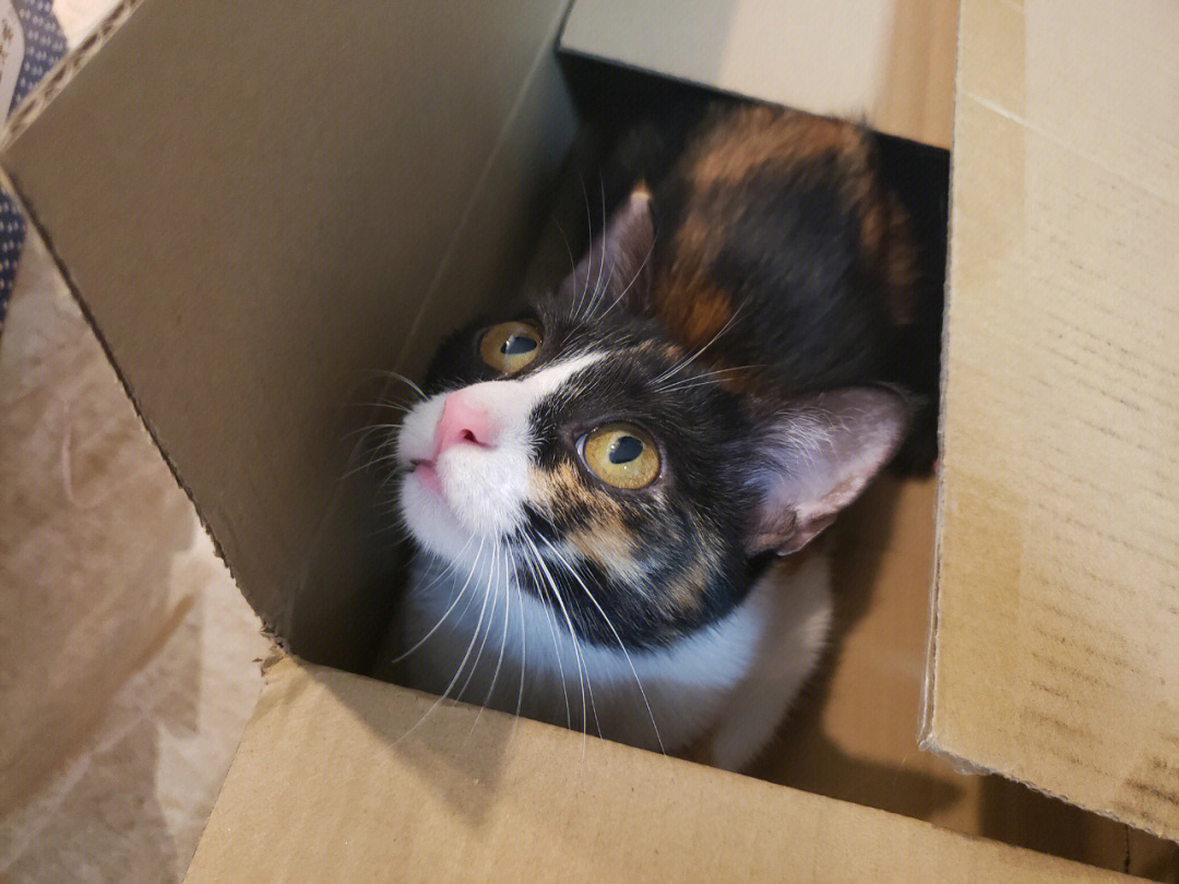 好玩的躲猫猫游戏有哪些_好玩的躲猫猫手机游戏_手机好玩的躲猫猫游戏推荐