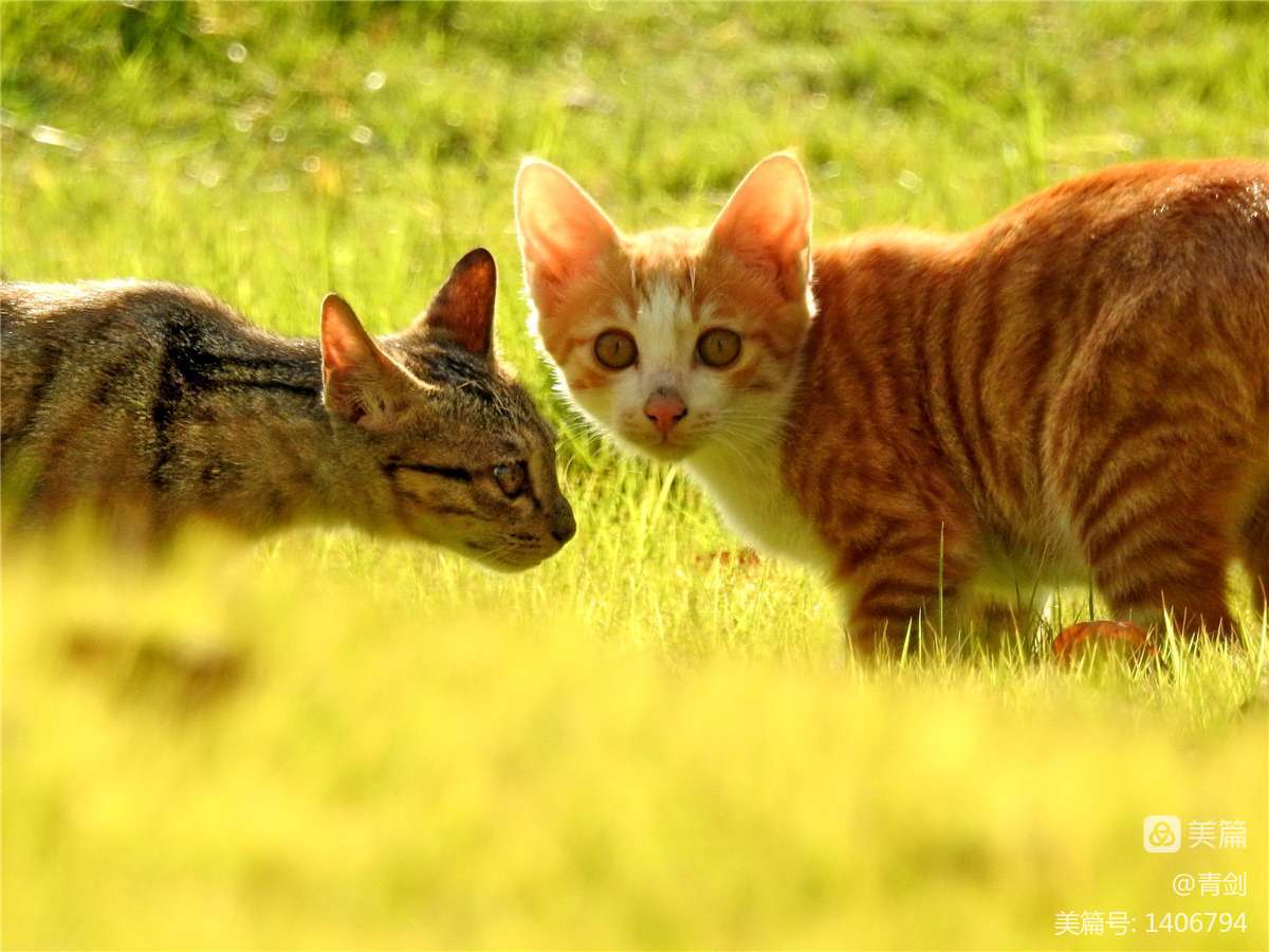 手机猫猫游戏_猫猫玩的手机游戏_猫猫游戏app