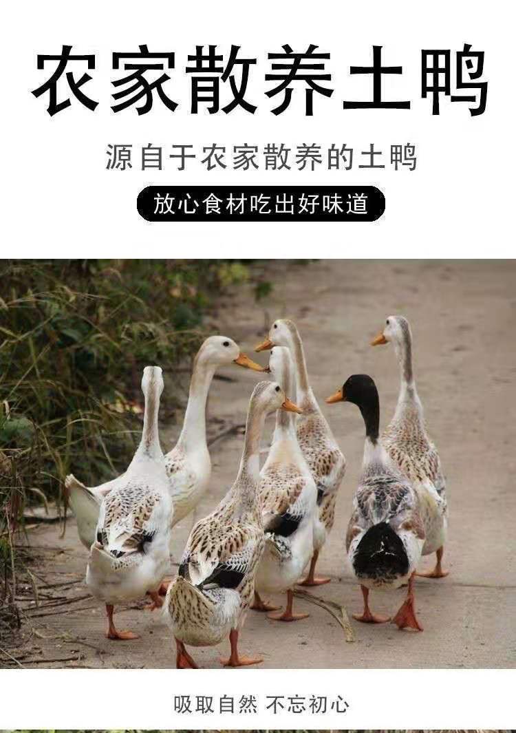 麦克老鸭多有钱_史高治·麦克老鸭_麦克老鸭到底有多少钱
