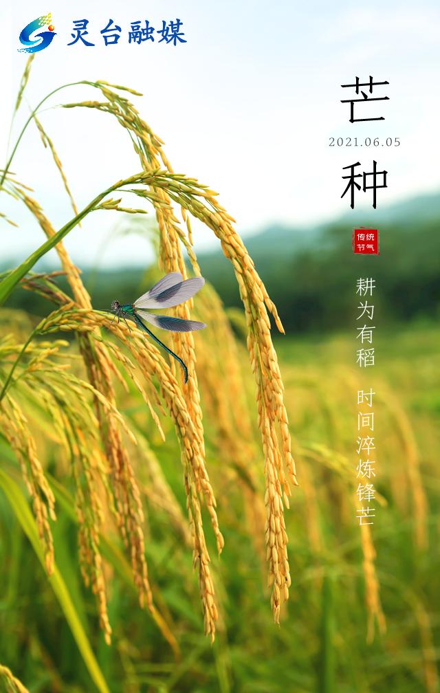 芒种的由来和传说故事_芒种的由来_芒种来历简短