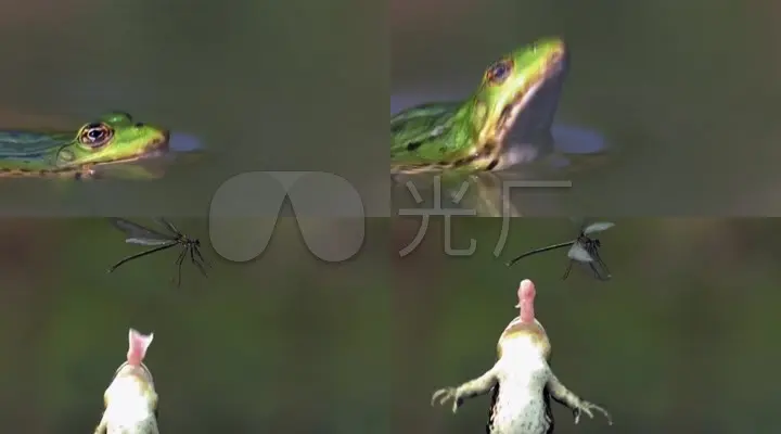 青蛙抓虫3d手机游戏_青蛙抓虫3d手机游戏_青蛙抓虫3d手机游戏