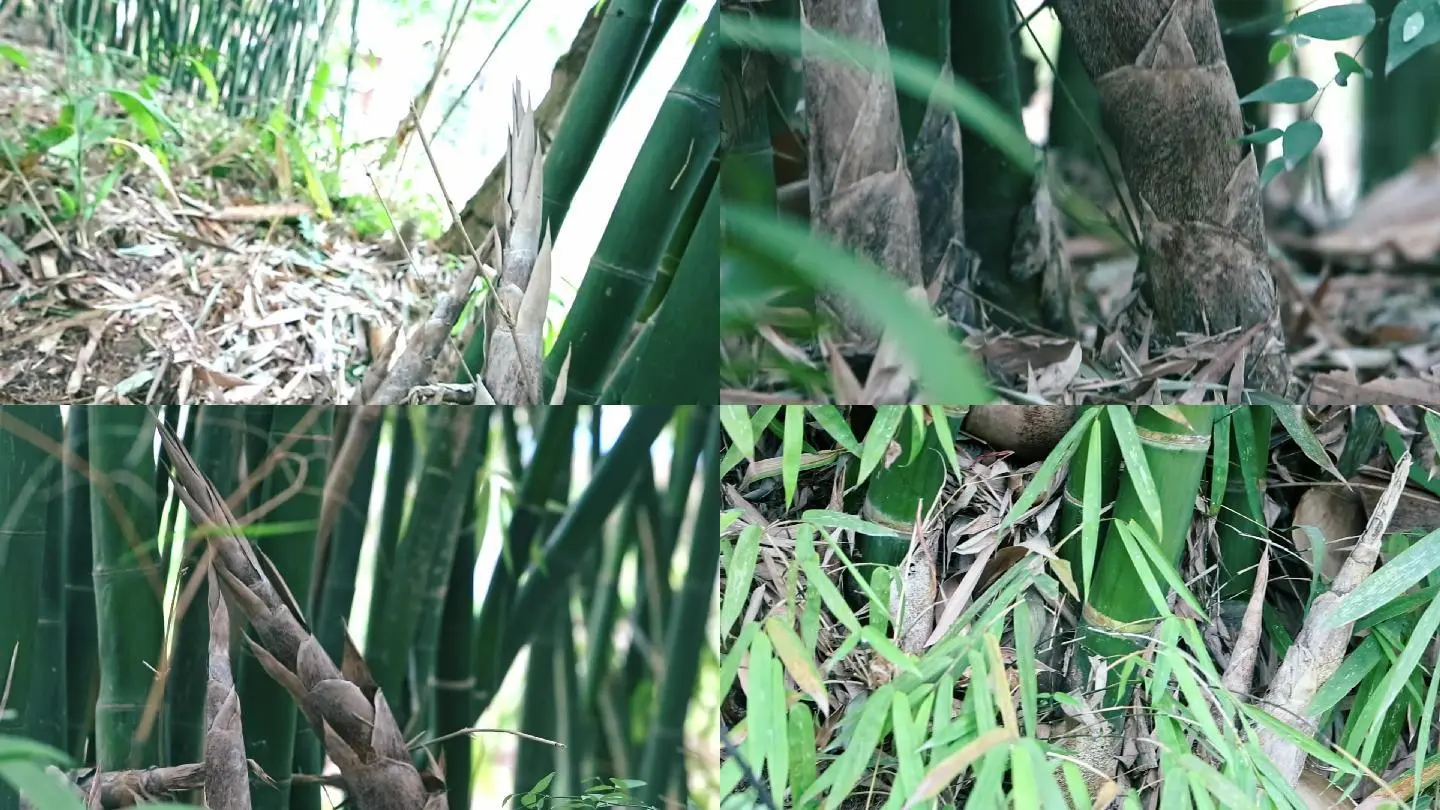 只只-竹林中的可爱小熊猫