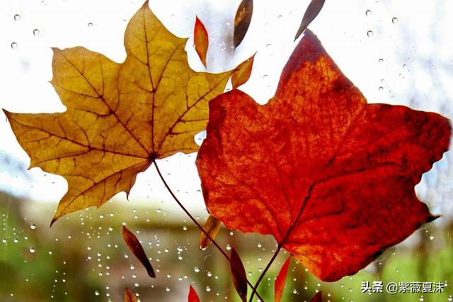 秋雨凉爽的唯美句子_秋雨凉意的句子_一场秋雨一场凉