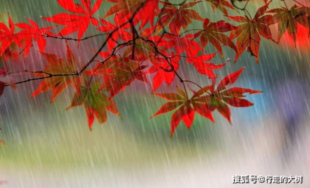 秋雨凉意的句子_一场秋雨一场凉_秋雨凉爽的唯美句子
