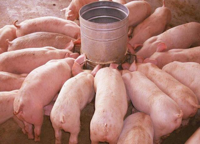 全民养猪小游戏下载手机版_全民养猪最新版下载_全民养猪在线下载