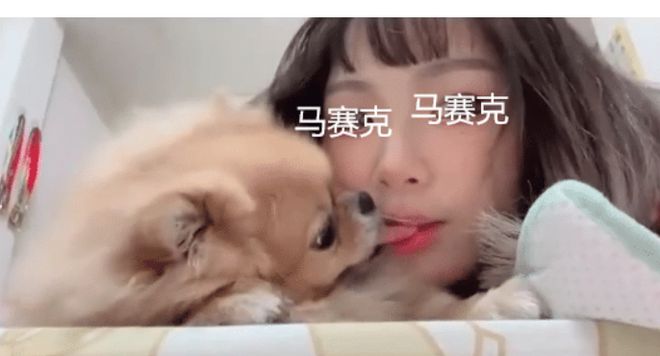 手机宠物狗游戏_宠物狗手机游戏大全_宠物狗狗游戏
