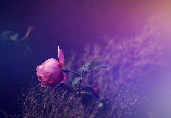 暴娇什么意思_暴娇_暴娇和病娇美人晏行昱身世之谜