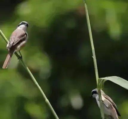 芒种时节是什么意思_芒种时节_芒种时节图片