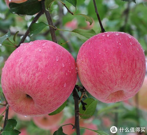 平安夜发红包的仪式感_平安夜发红包多少合适_发红包平安夜祝福语