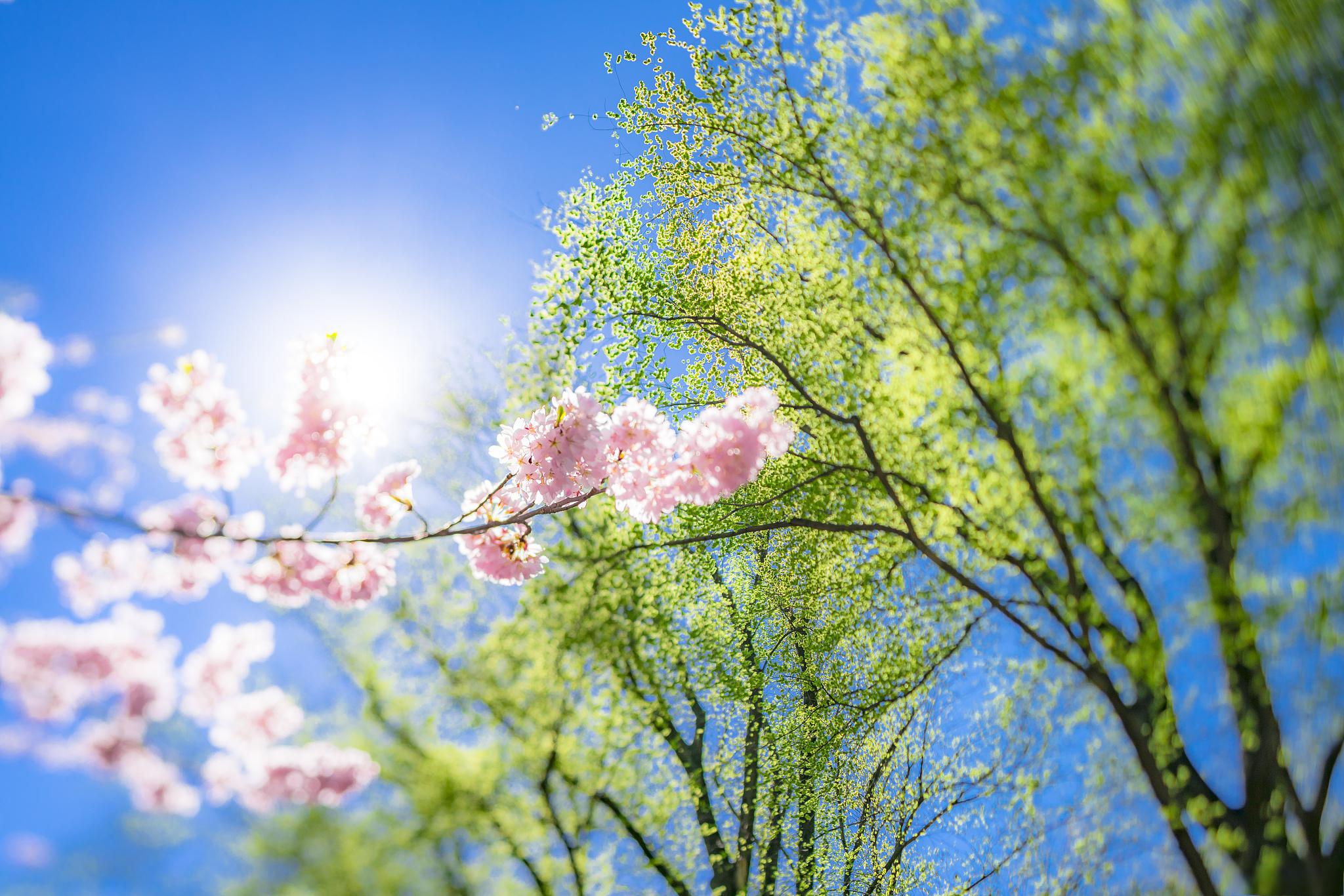 送花神_送花神图片_送花神是什么风俗