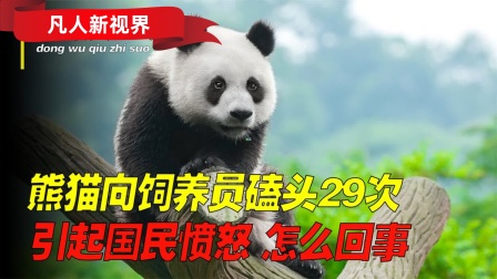 2017年是什么年-2017 年：喜忧参半，国宝熊猫添丁与食品安全问题并存